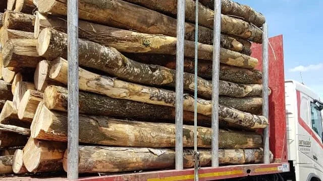 Lenha de faia – Meio camião de toros com 20 metros cúbicos – Pronta a usar